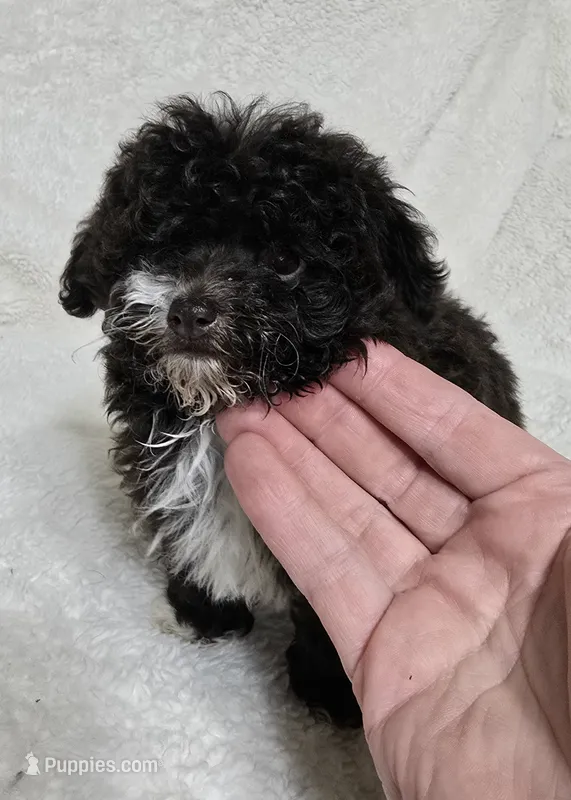 Teacup Chocolate Female – Poodle - Toy  puppy for sale in Gonzales, LA