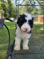 Male Sheepadoodle , a male Sheepadoodle for sale in Gonzales, LA – 2 of 4
