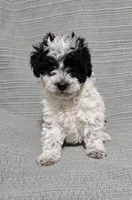Female Black and White, a female Poodle - Toy  for sale in Gonzales, LA – 3 of 4