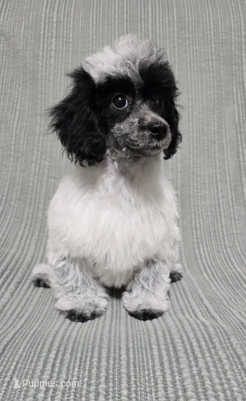 Female Black and White – Poodle - Toy  puppy for sale in Gonzales, LA