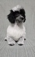 Female Black and White, a female Poodle - Toy  for sale in Gonzales, LA – 1 of 4