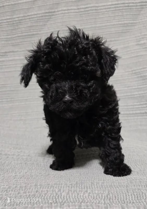 Black Male – Poodle - Toy  puppy for sale in Gonzales, LA