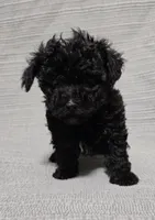 Black Male, a male Poodle - Toy  for sale in Gonzales, LA – 1 of 4