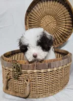 Little White & Chocolate Male, a male Poodle - Toy  for sale in Gonzales, LA – 4 of 5