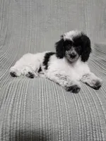 Female Black and White, a female Poodle - Toy  for sale in Gonzales, LA – 3 of 4