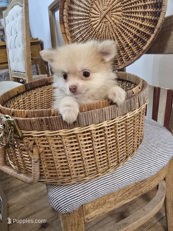 Tan Male Pomeranian  – Pomeranian puppy for sale in Gonzales, LA