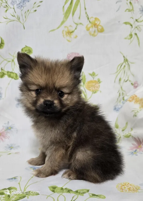 Darkest Male – Pomeranian puppy for sale in Gonzales, LA
