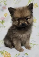 Darkest Male, a male Pomeranian for sale in Gonzales, LA – Photo 4 of 4