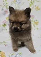 Darkest Male, a male Pomeranian for sale in Gonzales, LA – Photo 2 of 4