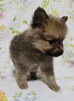 Darkest Male, a male Pomeranian for sale in Gonzales, LA – Photo 3 of 4