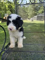 Male Sheepadoodle , a male Sheepadoodle for sale in Gonzales, LA – 4 of 4