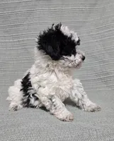 Female Black and White, a female Poodle - Toy  for sale in Gonzales, LA – 2 of 4