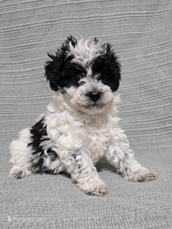 Female Black and White – Poodle - Toy  puppy for sale in Gonzales, LA