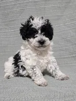 Female Black and White, a female Poodle - Toy  for sale in Gonzales, LA – 1 of 4