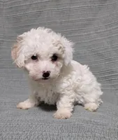 Cream Female, a female Poodle - Toy  for sale in Gonzales, LA – 2 of 4