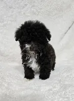 Teacup Chocolate Female, a female Poodle - Toy  for sale in Gonzales, LA – 3 of 3