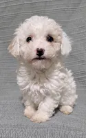 Cream Female, a female Poodle - Toy  for sale in Gonzales, LA – 1 of 4