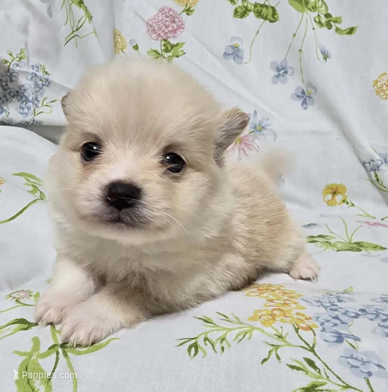Teacup Cream Male – Pomeranian puppy for sale in Gonzales, LA