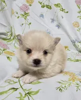 Teacup Cream Male, a male Pomeranian for sale in Gonzales, LA – Photo 2 of 2