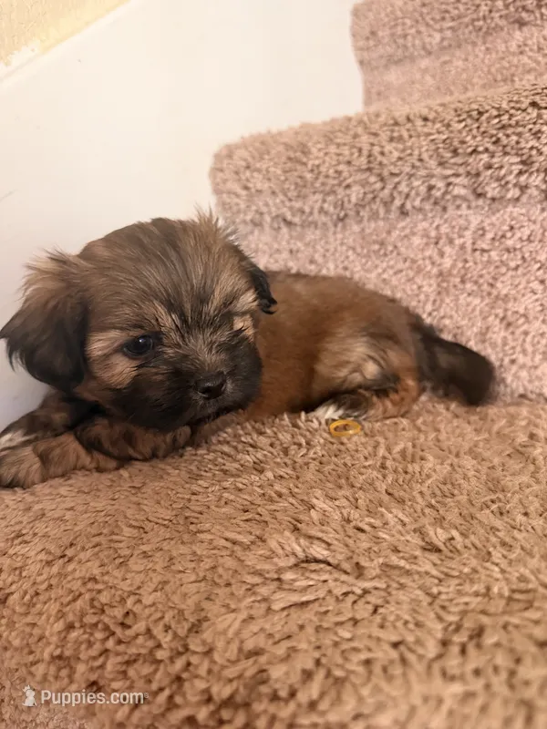 Brownie  – Maltese, Shih Tzu puppy for sale in Arlington, TX