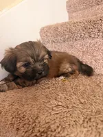 Brownie , a male Maltese and Shih Tzu for sale in Arlington, TX – 1 of 1