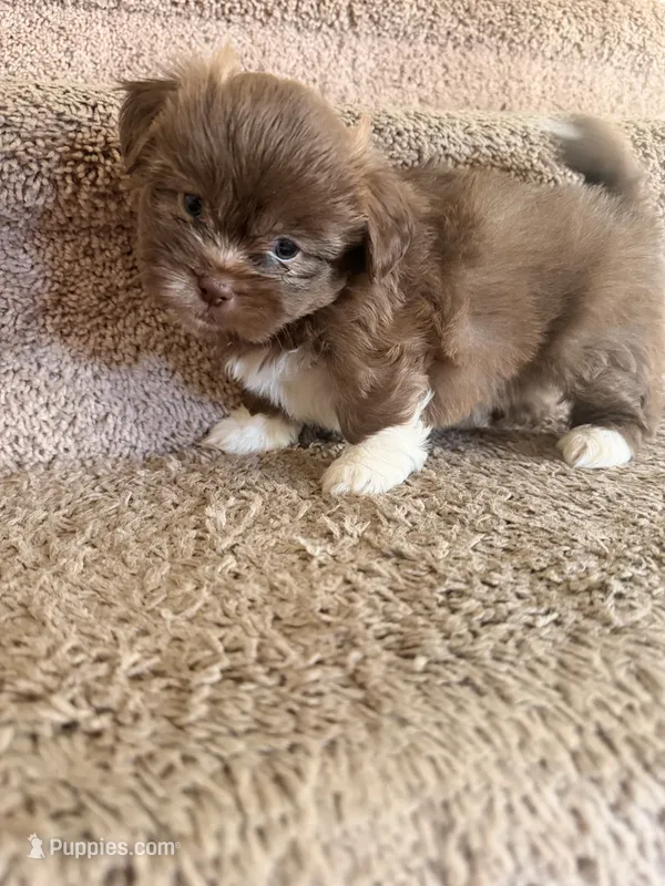 Gonzo – Maltese, Shih Tzu puppy on hold in Arlington, TX