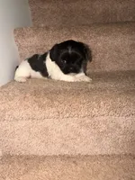 Cookie , a male Maltese and Shih Tzu for sale in Arlington, TX – 2 of 2