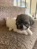 Shish Tzu, a female Maltese and Shih Tzu for sale in Arlington, TX – 1 of 1