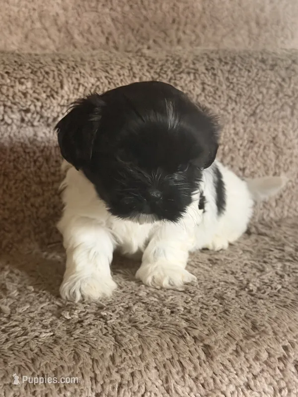 Cookie  – Maltese, Shih Tzu puppy for sale in Arlington, TX