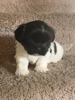 Cookie , a male Maltese and Shih Tzu for sale in Arlington, TX – 1 of 2
