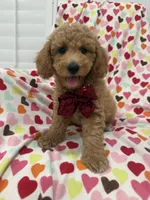 Jordan , a male Poodle - Miniature  for sale in Merritt Island, FL – 4 of 10
