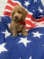 Hunter, a male Poodle - Miniature  for sale in Merritt Island, FL – 6 of 8