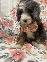 Slater , a male Bernedoodle for sale in Merritt Island, FL – 6 of 10