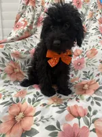 Inky , a male Yorkipoo for sale in Merritt Island, FL – 2 of 9