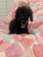 Pepper , a female Poodle - Miniature  and Cavachon for sale in Merritt Island, FL – 3 of 10