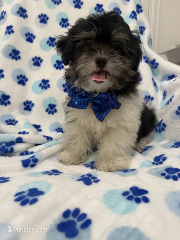 Snickers  – Bichon Frise, Shih Tzu puppy for sale in Merritt Island, FL