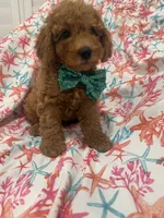 Cooper, a male Poodle - Miniature  for sale in Merritt Island, FL – 4 of 10