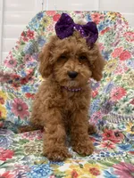 Violet , a female Poodle - Miniature  for sale in Merritt Island, FL – 5 of 10