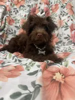 Madison , a female Yorkipoo for sale in Merritt Island, FL – 7 of 10