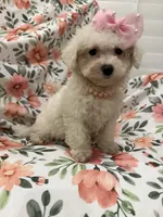 Lilly, a female Bichon Frise for sale in Merritt Island, FL – 6 of 9