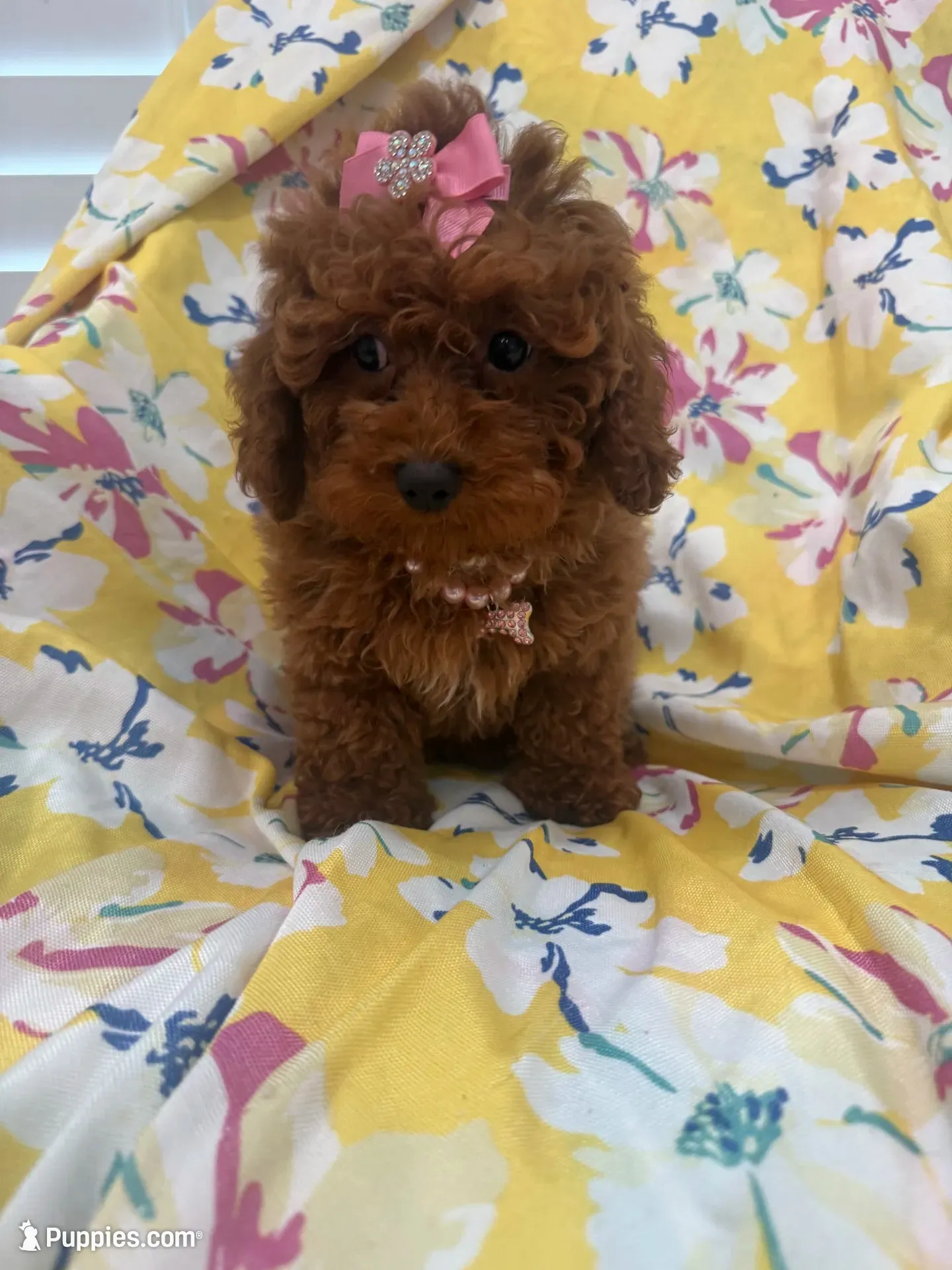 Paris , a female Poodle - Miniature  for sale in Merritt Island, FL – 10 of 10