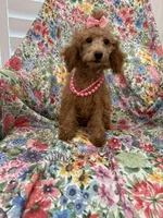 Madison , a female Poodle - Miniature  for sale in Merritt Island, FL – 3 of 7