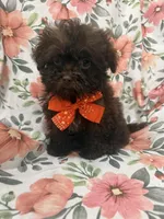 Starbuck , a female Shihpoo for sale in Merritt Island, FL – Photo 4 of 5