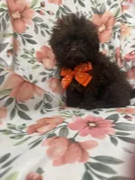 Starbuck , a female Shihpoo for sale in Merritt Island, FL – Photo 2 of 5