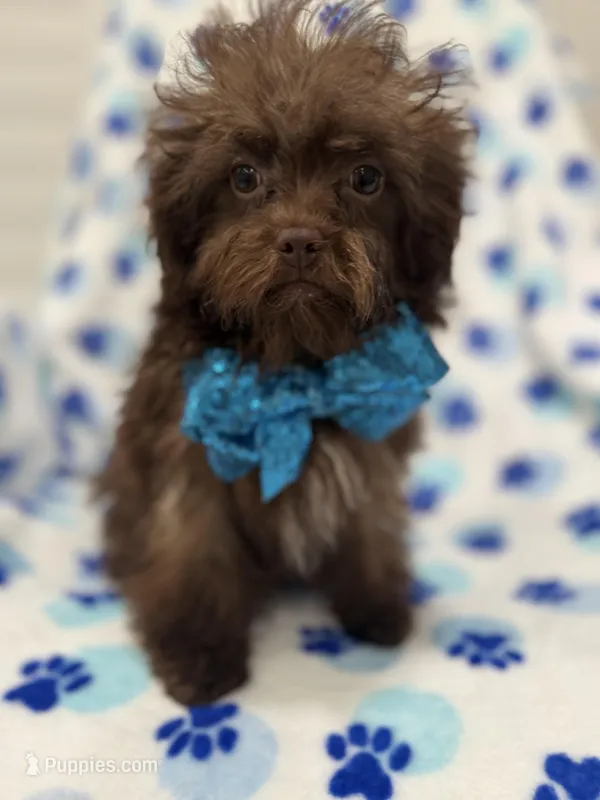 Starbuck  – Shihpoo puppy for sale in Merritt Island, FL