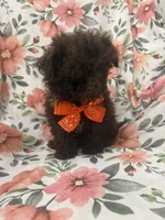 Starbuck , a female Shihpoo for sale in Merritt Island, FL – Photo 3 of 5