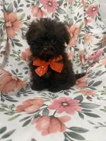 Starbuck , a female Shihpoo for sale in Merritt Island, FL – Photo 5 of 5