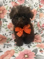 Starbuck , a female Shihpoo for sale in Merritt Island, FL – Photo 1 of 5