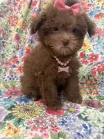 Lexi , a female Shihpoo for sale in Merritt Island, FL – 10 of 10