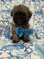 Gizmo , a male Shihpoo for sale in Merritt Island, FL – 1 of 6